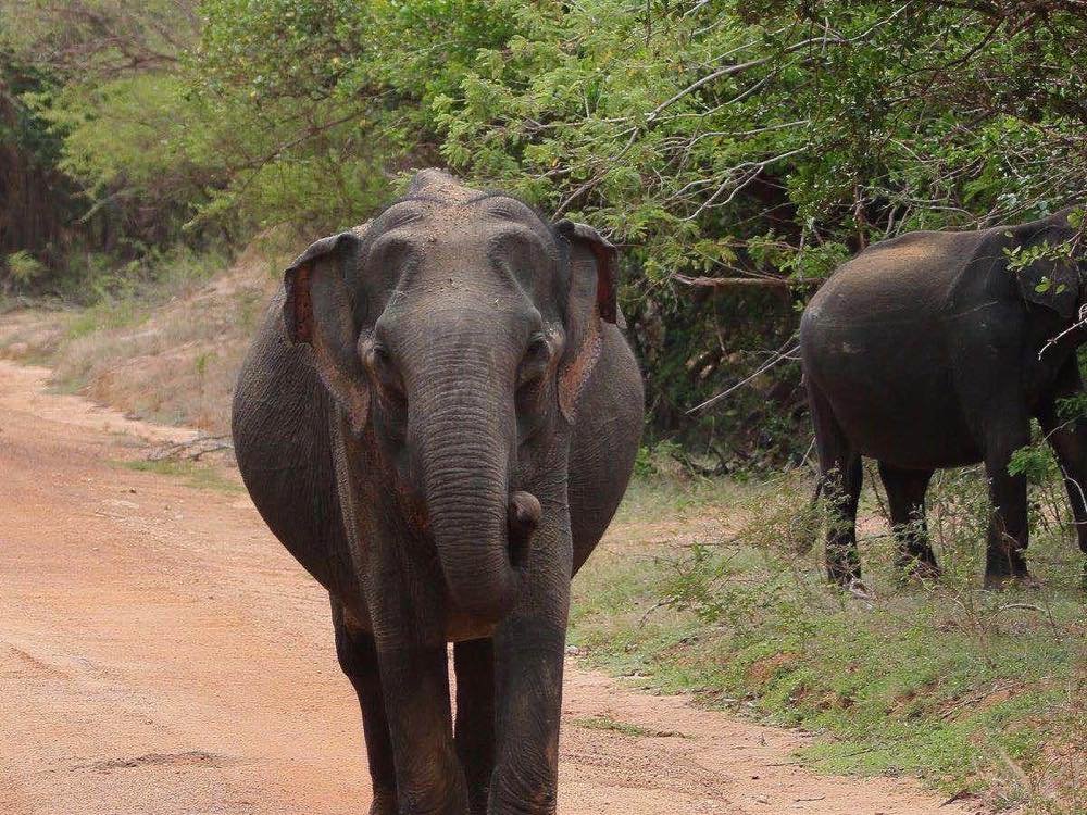 Elephants on a Sri Lanka road