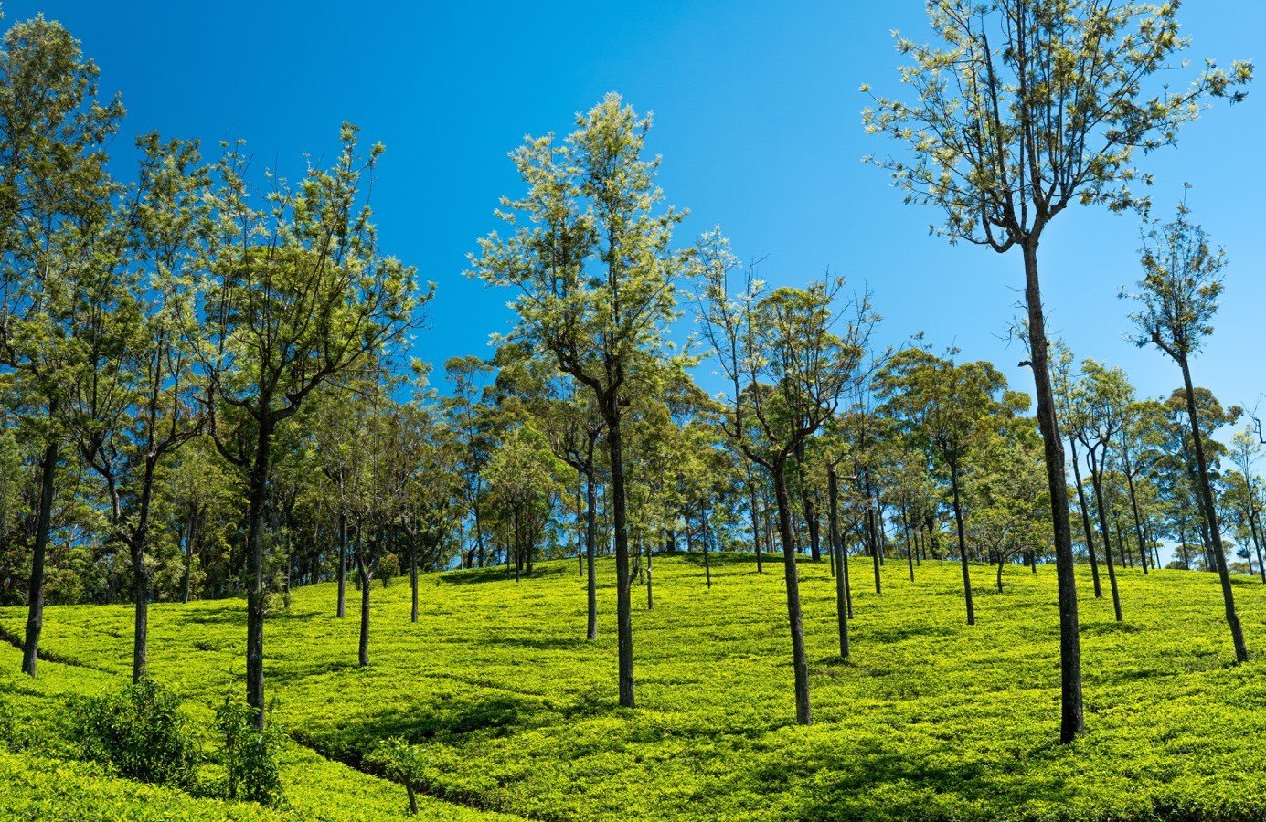 Final tea-estate morning in Sri Lanka
