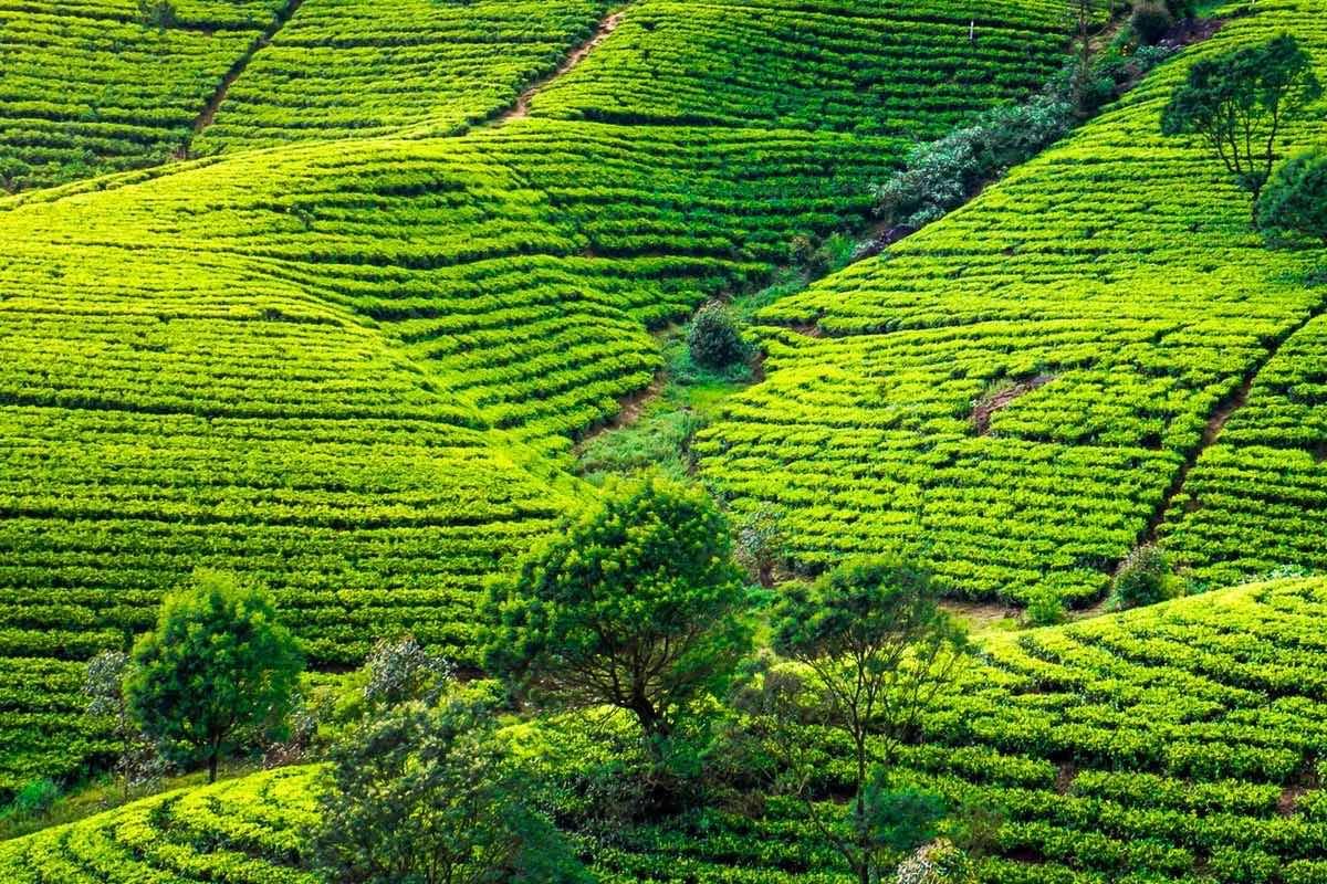 Tea Tours for Tea Lovers