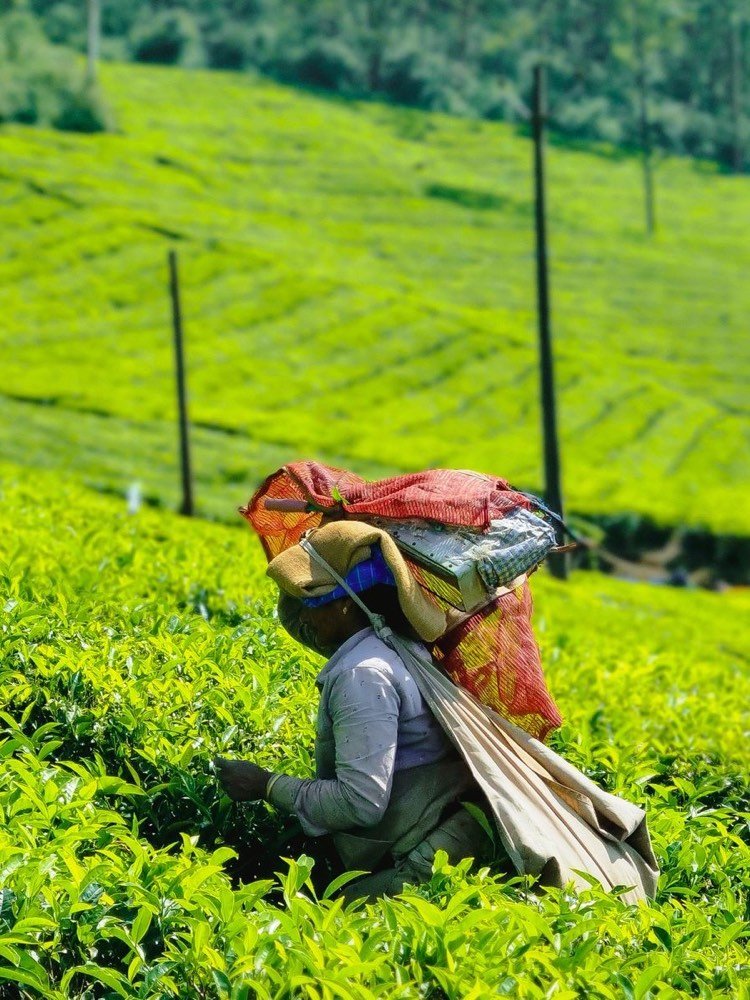 Tea pickers in the hills