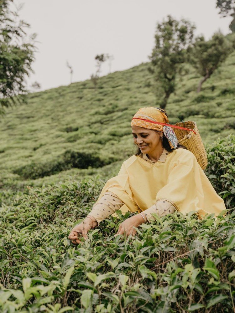 Tea leaves being sorted