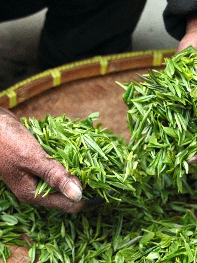 Tea estate landscape