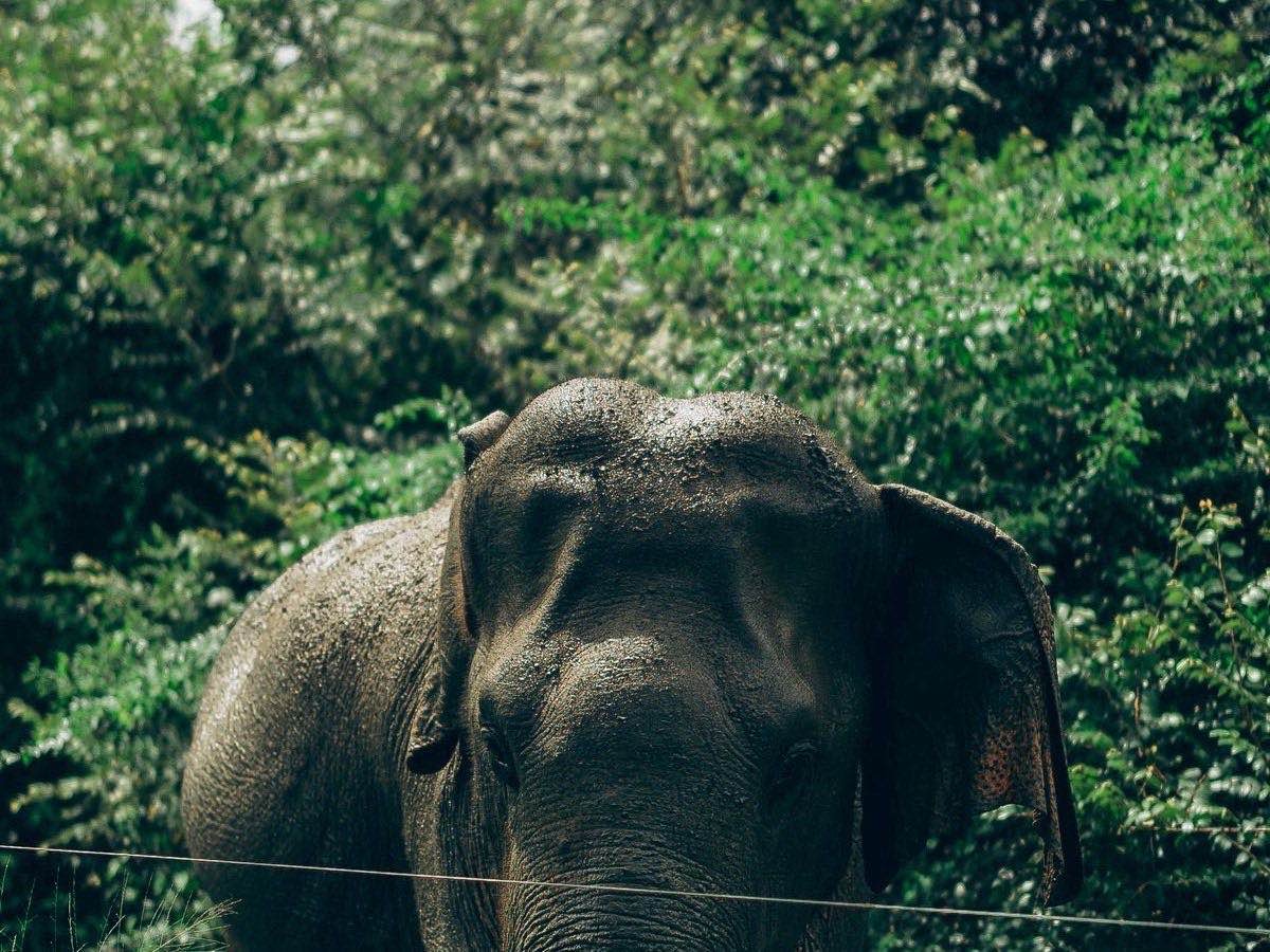 Elephant arrival scene on the edge of Yala