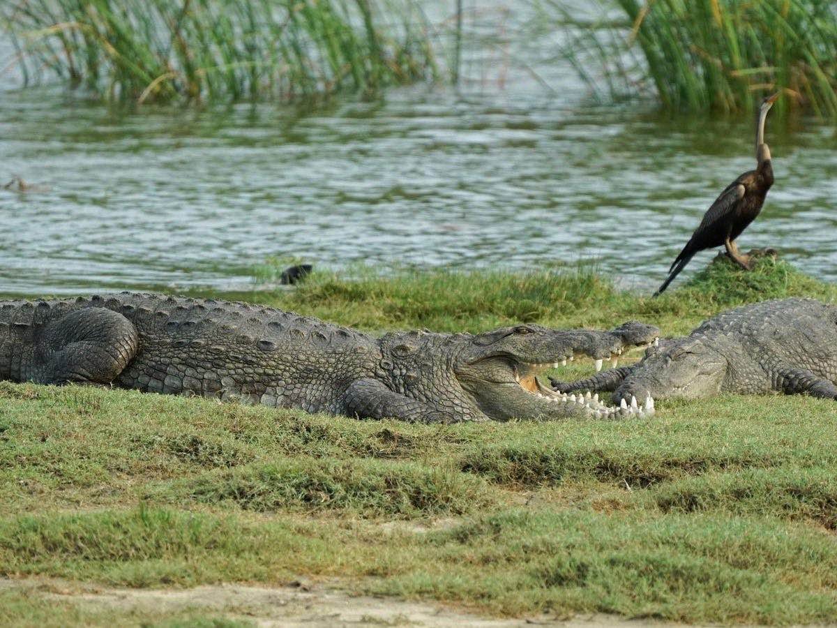 Crocodiles resting near the water before departure