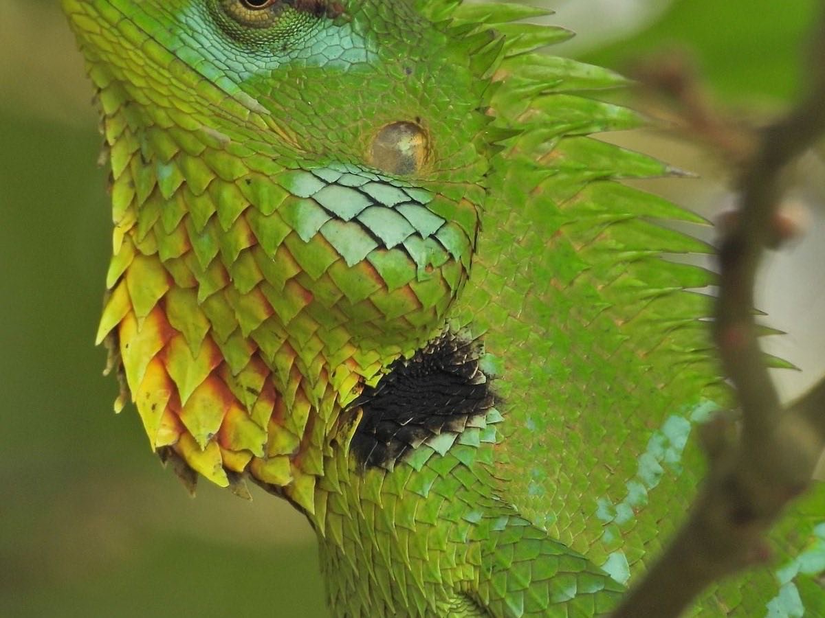 Green lizard close-up in tropical forest
