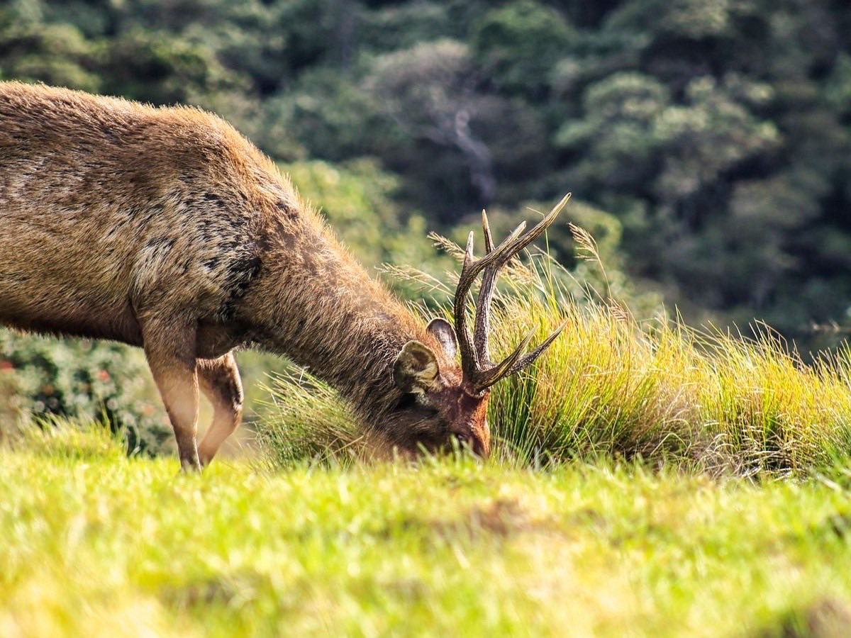 Sambar deer grazing in highland grass