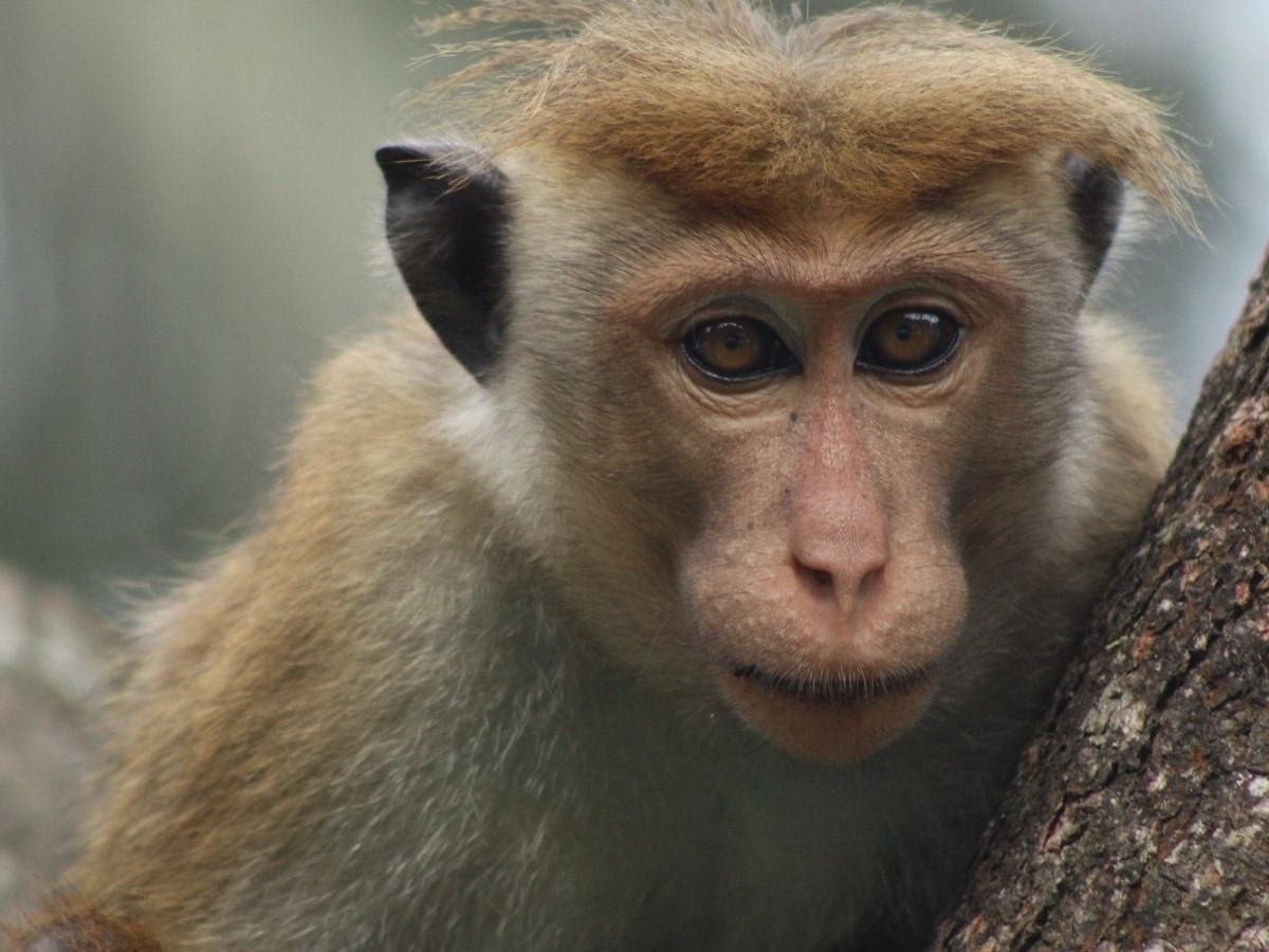 Monkey portrait from Sri Lanka wildlife