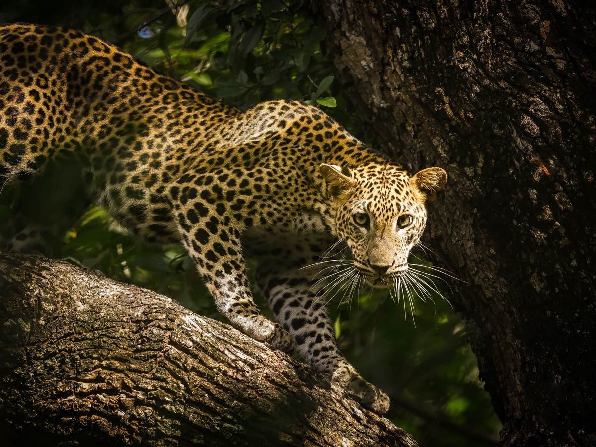 Wildlife safari in Sri Lanka