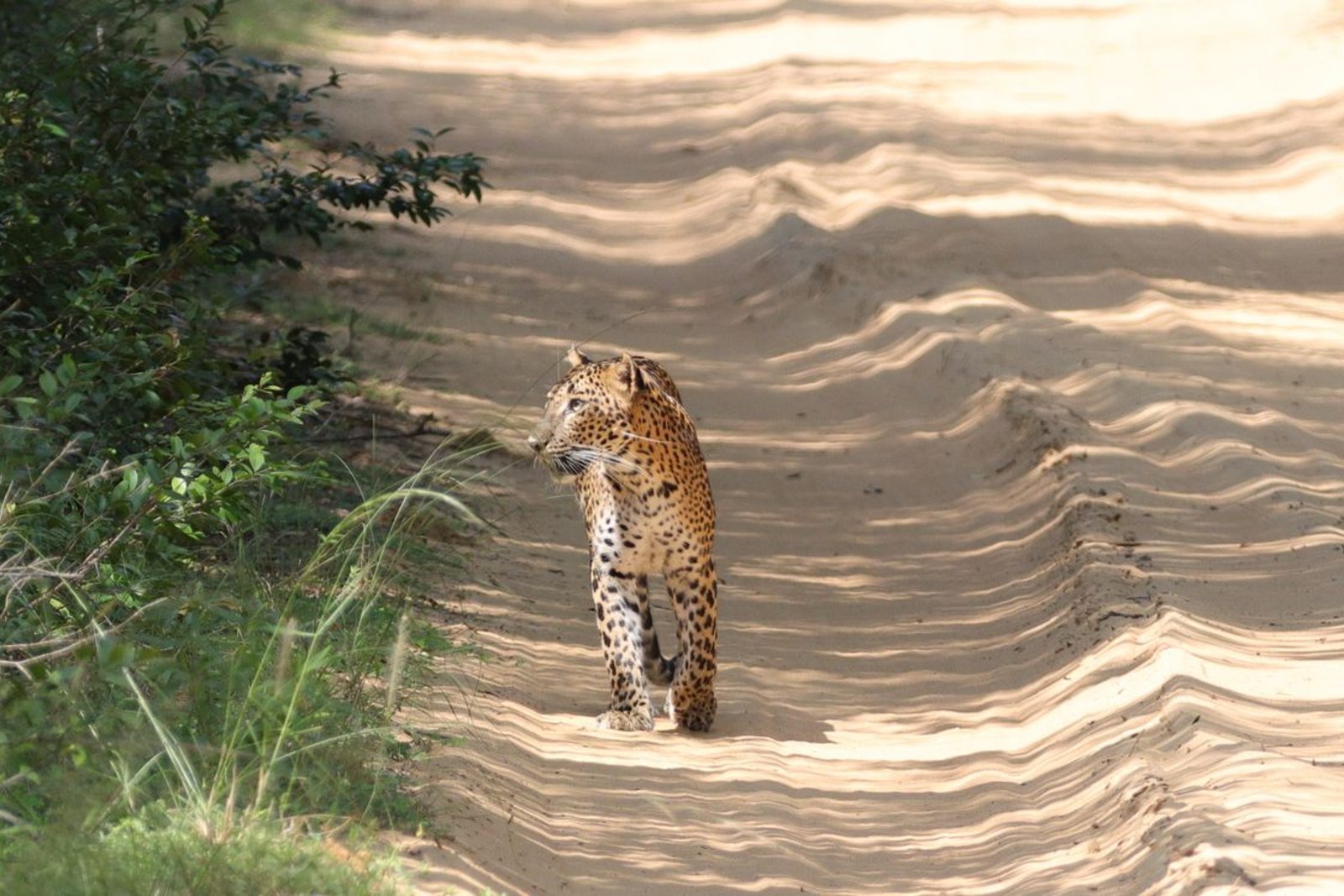 Image — Yala Landscape