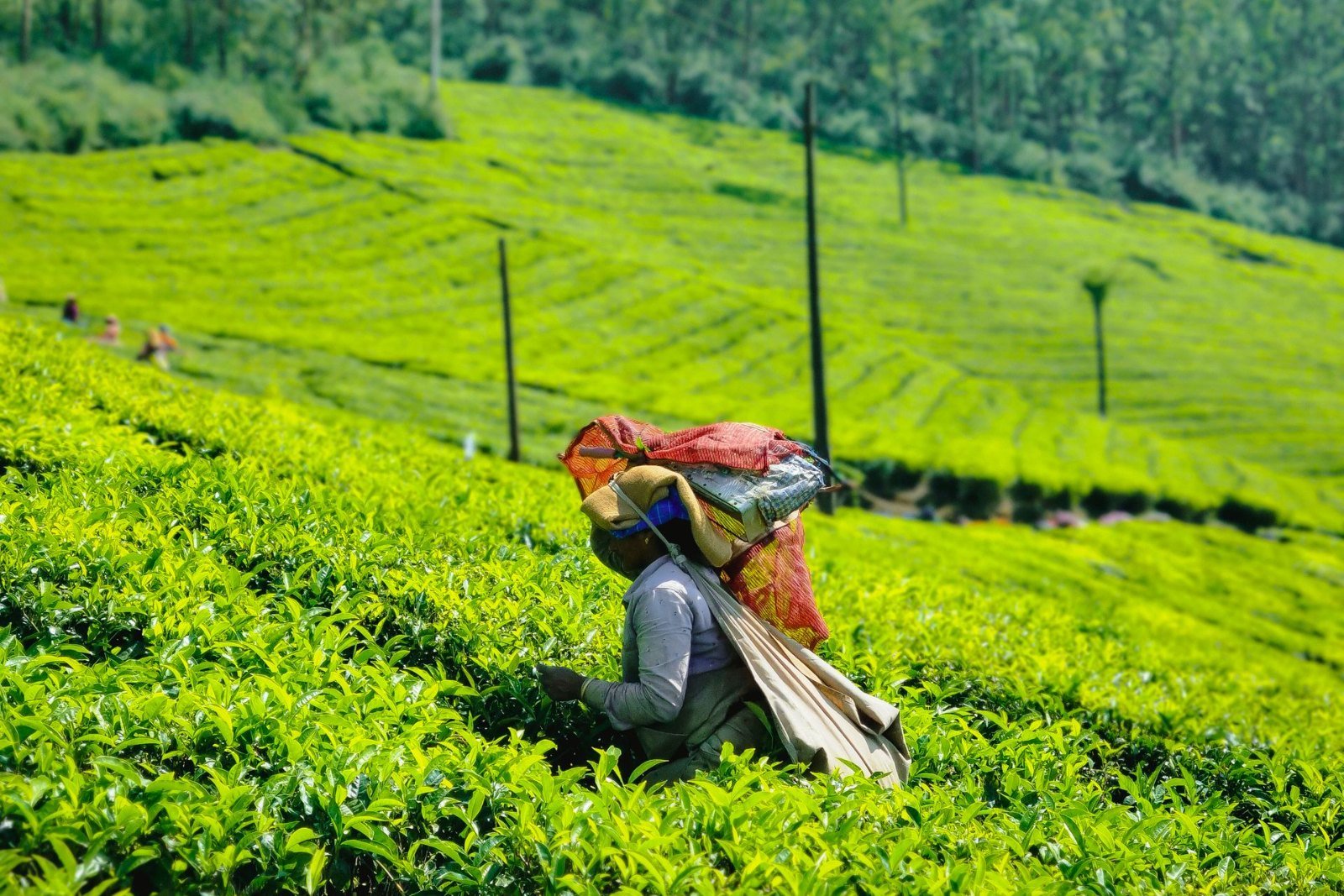 Tea Estate Romance